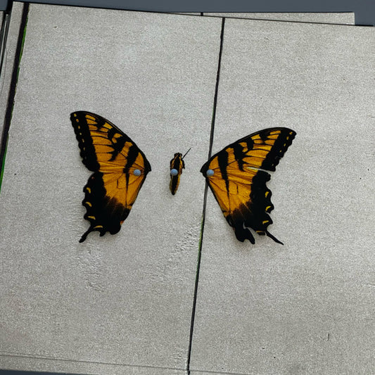 Brand New Eyes by Paramore Vinyl Record LP